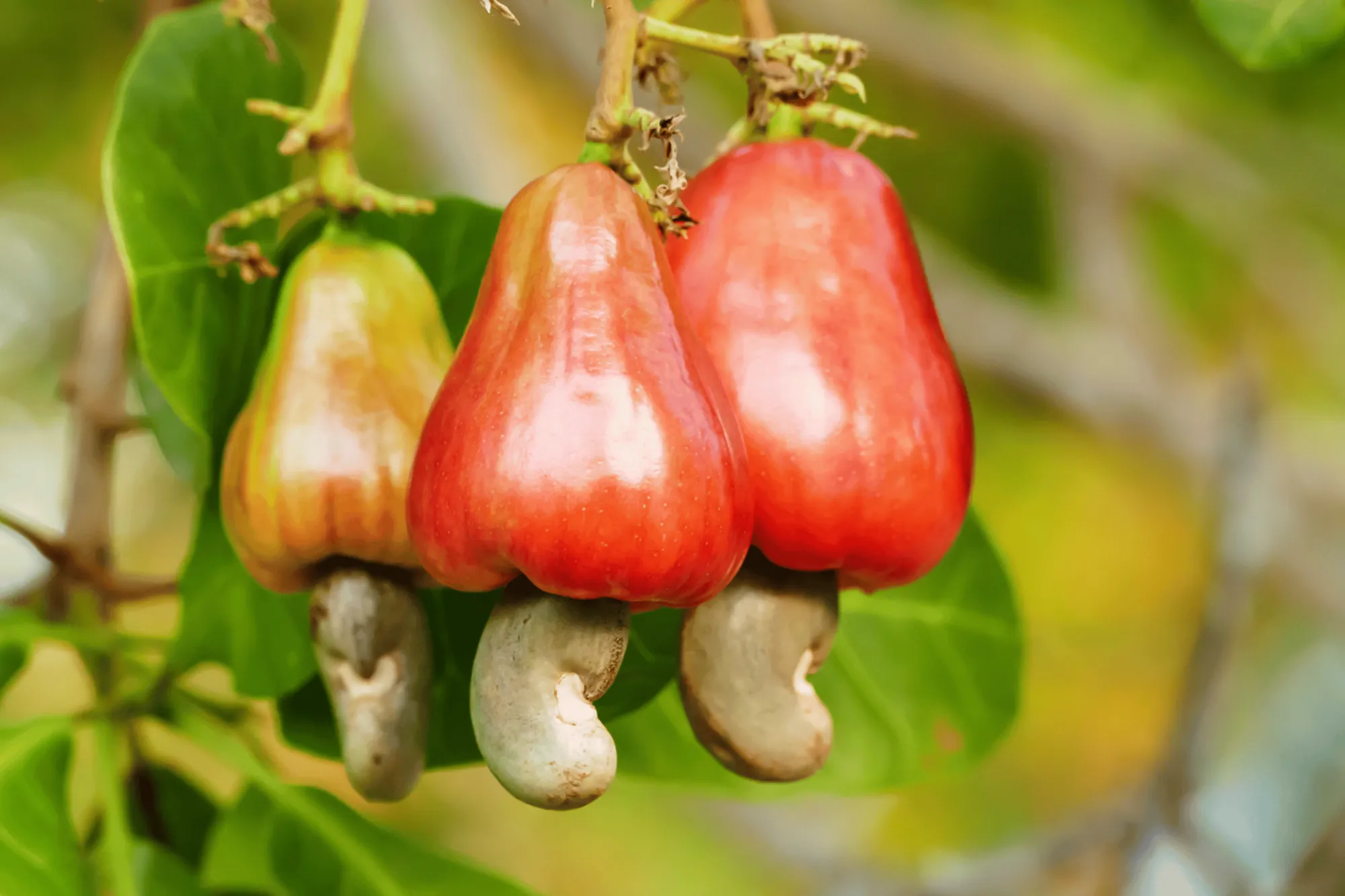 Rote Cashewäpfel mit Cashewkernen am Baum