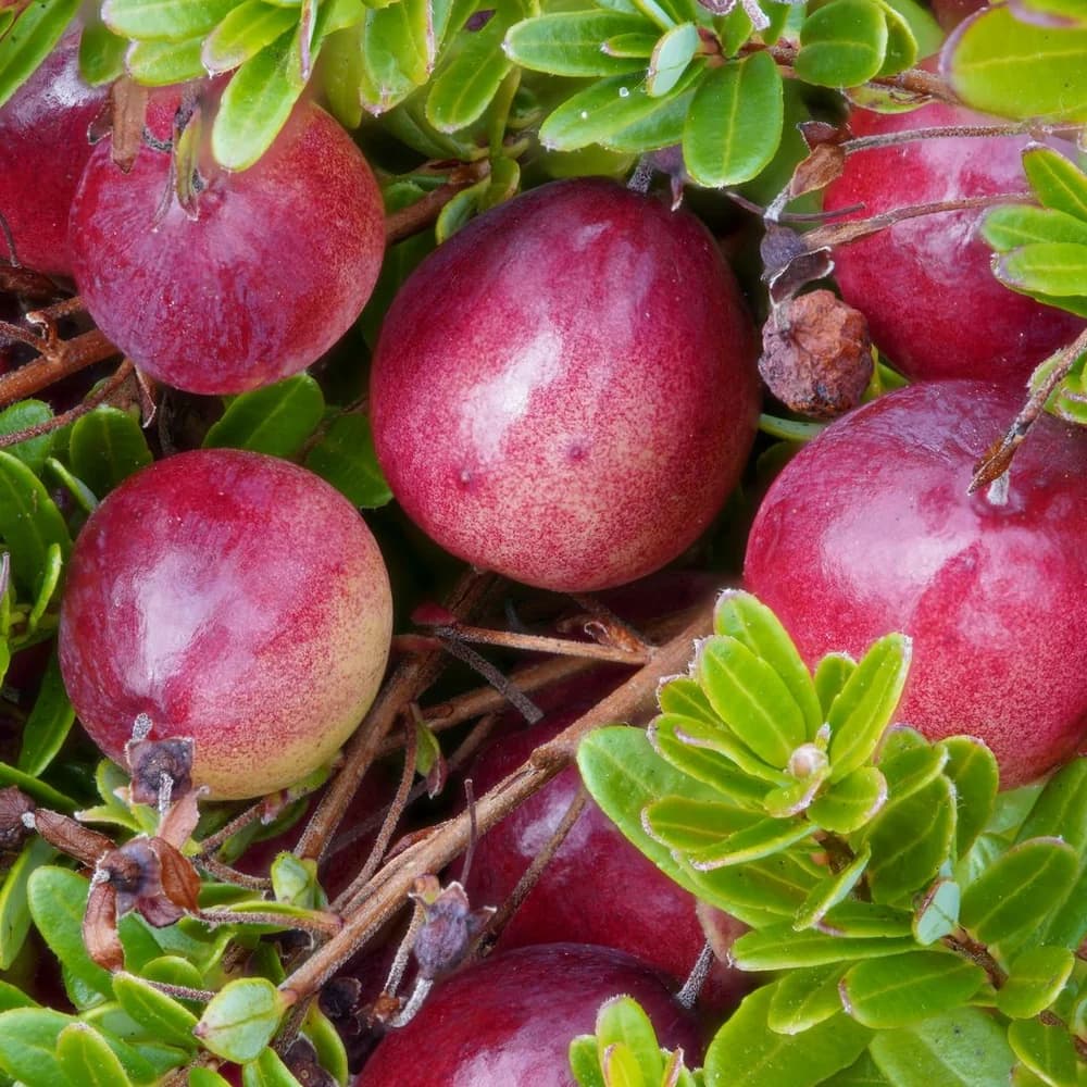 Cranberrys an der Pflanze zwischen kleinen, ovalen Blättern