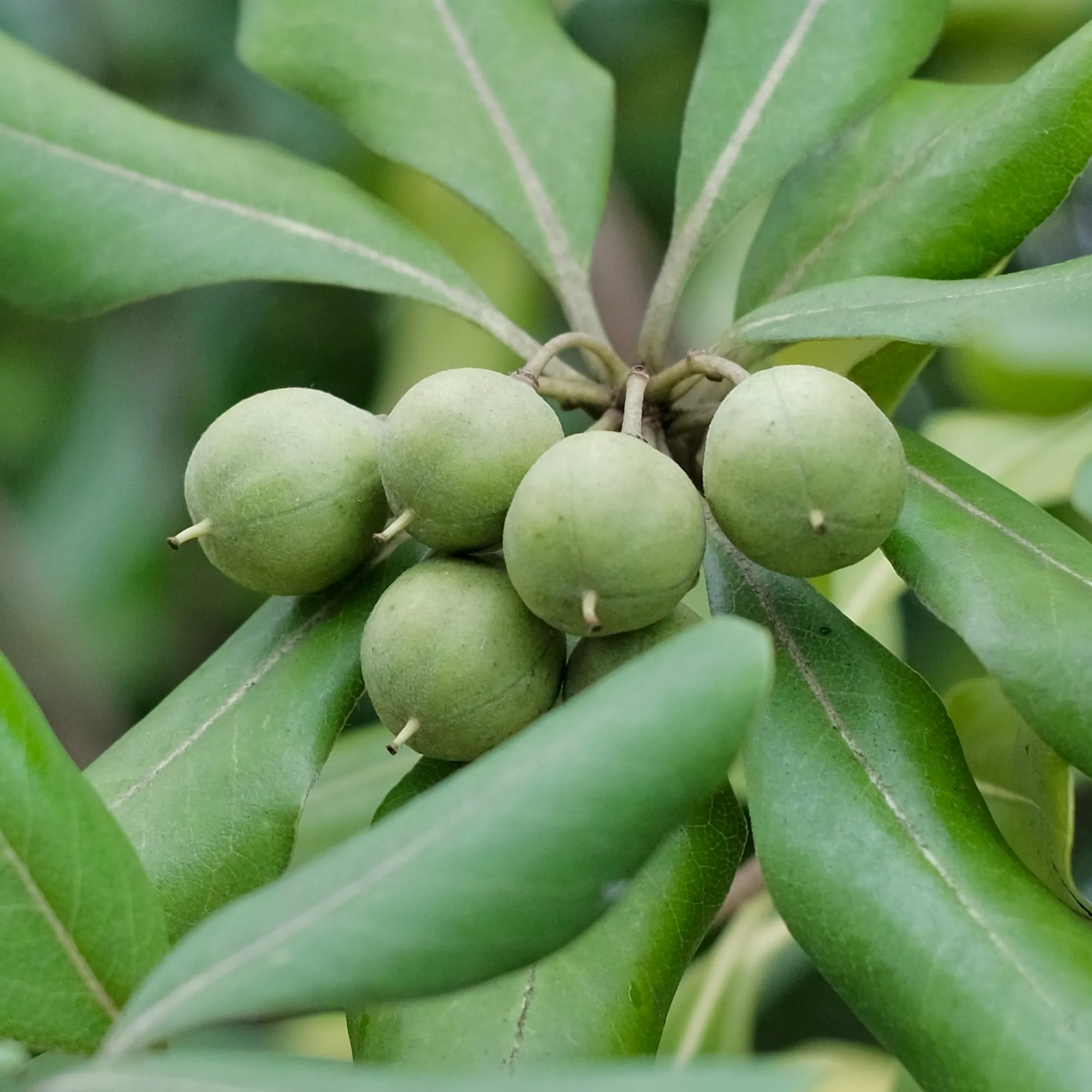 Macadamianüsse in ihren Fruchthüllen am Baum