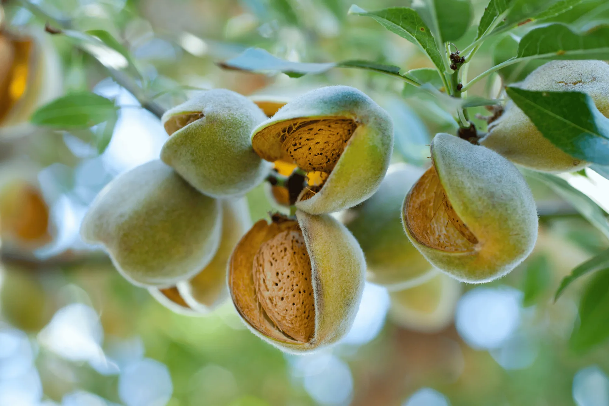 Reife Mandeln in aufgeplatzten Fruchthüllen am Baum