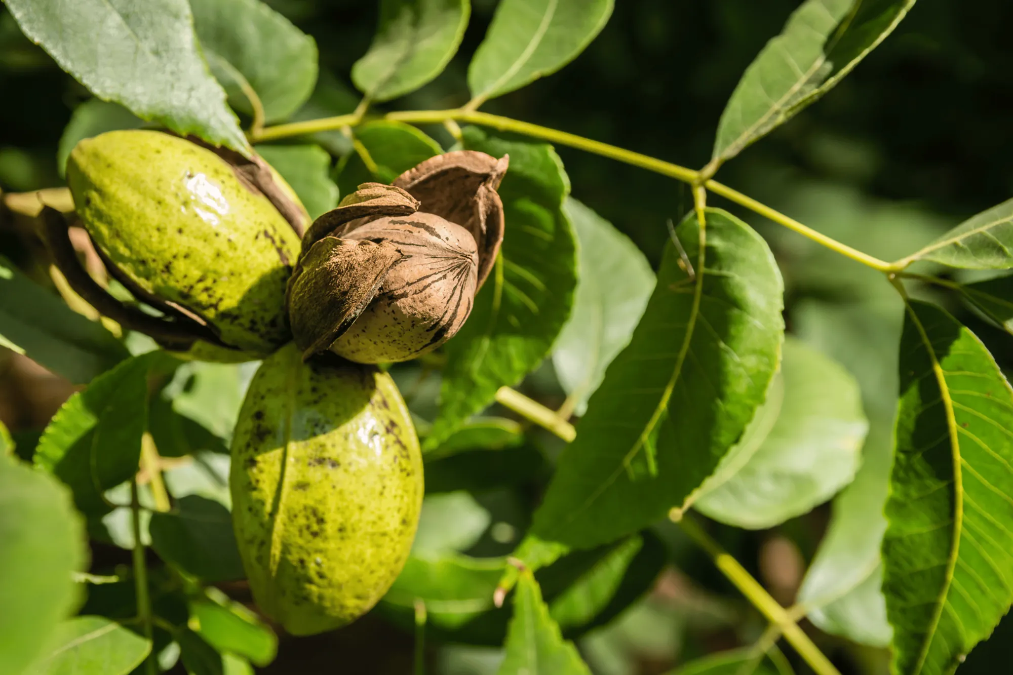 Pekannüsse in grünen Fruchthüllen am Baum